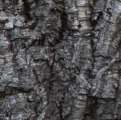 Bark Black