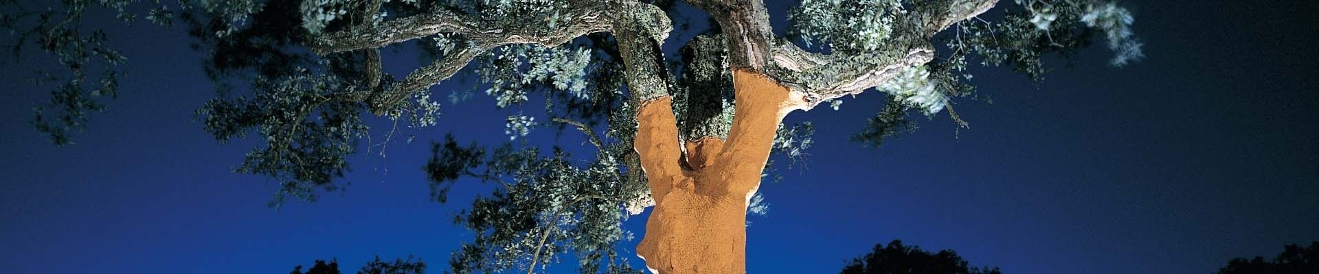 cork oak